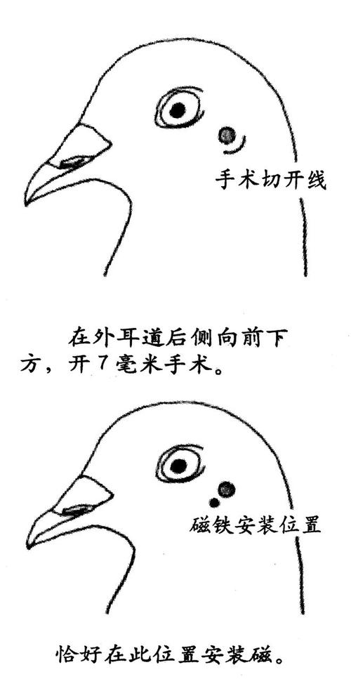 “壶囊”决定鸽子定向的地磁感应器