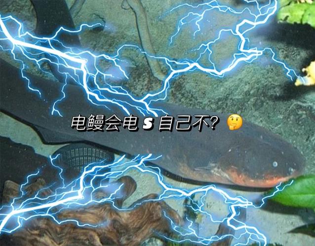 有着“高压电”称呼的电鳗，能把一头牛电倒，为什么电不到自己。