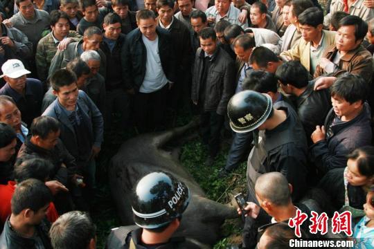 南宁街头出现疯牛，撞翻多辆电车警方一枪击毙