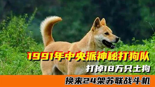 1991年，我国下令捕杀18只万土狗，半年后，换来24架苏联战斗机
