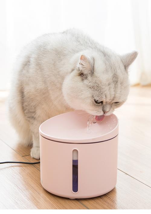 穷人版猫咪自动饮水机，13块搞定