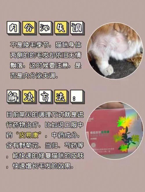 夏季炎热，猫咪掉毛量突然增多怎么办。浮毛清理问题如何解决。