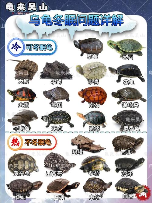 养龟保温新篇章,空气能技术在龟类养殖中的应用与前景_养龟保温空气能